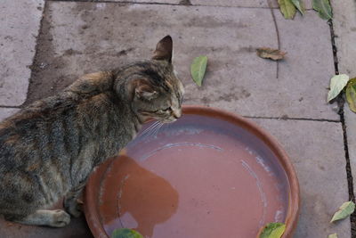 High angle view of a cat drinking water