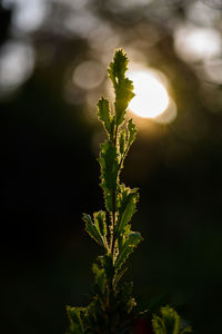Close-up of plant growing on field