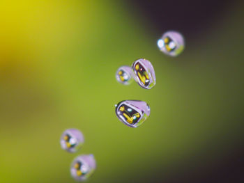 Close-up of water drops against green background
