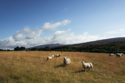 Sheep in a field