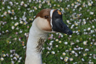 Close-up of a dog looking away