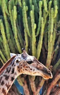 Giraffe against cactus