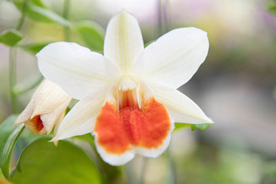 Close-up of white flowering plant