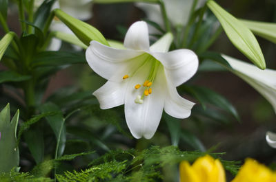 Close-up of white flower