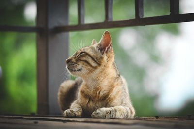 Close-up of cat