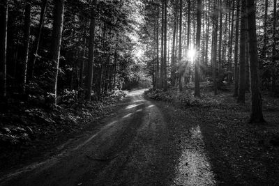 Dirt road amidst trees in forest