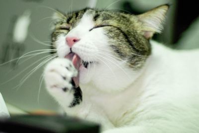 Close-up of cat