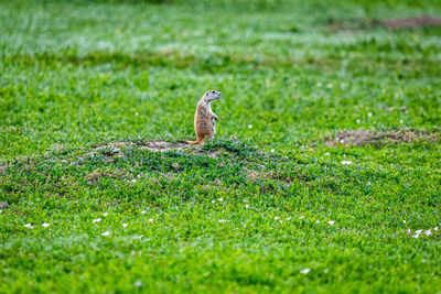 Side view of bird on grass