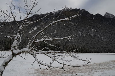 Bare tree on snow covered landscape