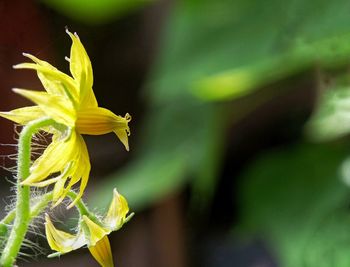 Close-up of yellow flowering plant
