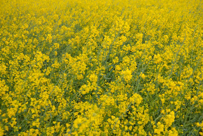 Full frame shot of oilseed rape plants