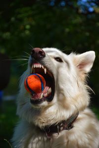 Close-up of dog