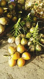 Close-up of leaf on white background