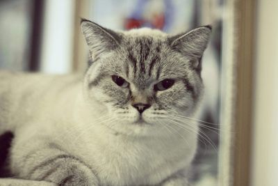 Close-up portrait of a cat