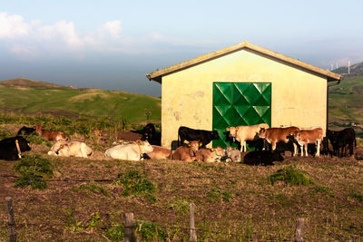 Cows grazing in a house