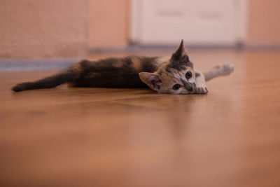 Cat sitting on floor