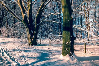 Bare tree on snow covered landscape