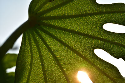 Low angle view of leaf against sky