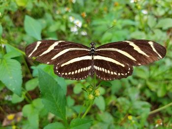 Close-up of butterfly on plant