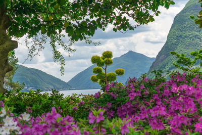 Scenic view of flowering plants and mountains against sky