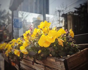 Close-up of yellow flowers blooming in city