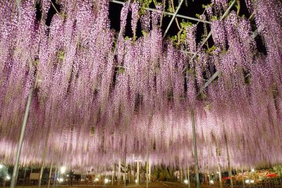 Low angle view of illuminated trees against sky at night