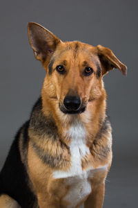 Close-up portrait of dog against gray background