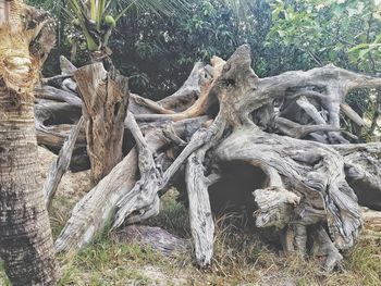 Fallen tree on field in forest