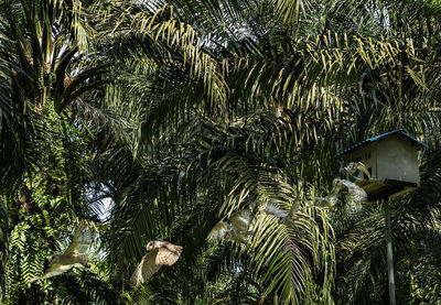 Low angle view of palm tree