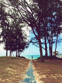 Trees on beach against sky