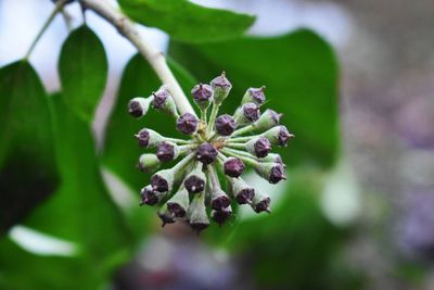 Close-up of fruits growing on tree