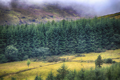 Scenic view of rural landscape