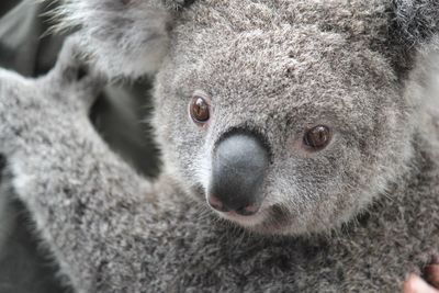 Close up of a koala bear