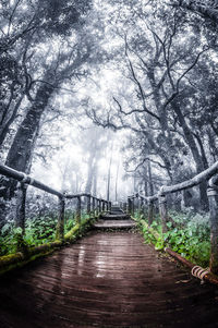 Walkway amidst trees against sky