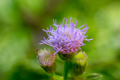 Close-up of insect on purple flowering plant