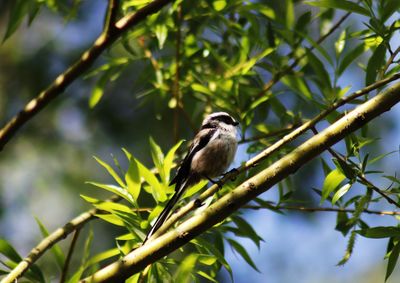 Bird perching on a branch