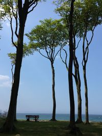 Trees on bench by sea against sky