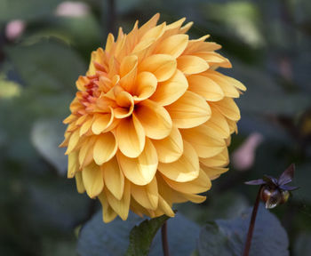 Close-up of flower blooming outdoors