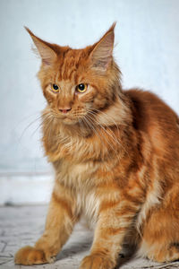 Portrait of ginger cat looking away