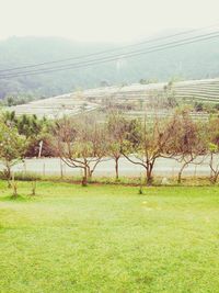 Scenic view of grassy field against sky