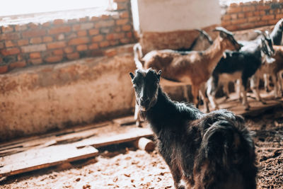 View of a goat standing against the wall