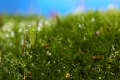 Close-up of green grass on field