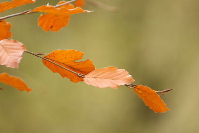 Close-up of red flower