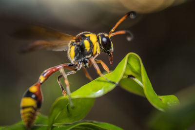 Common yellow wasp sits on a leaf