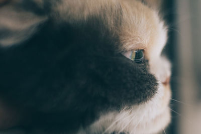 Close-up of cat looking away