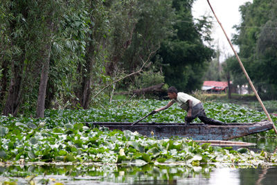 Side view of young man on boat amidst plants in lake