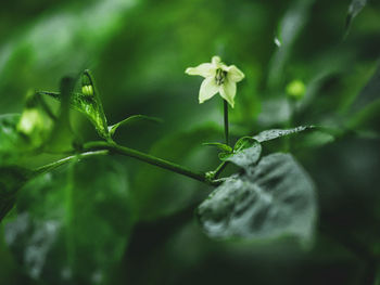 Close-up of flowering plant