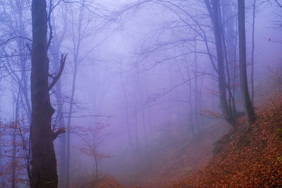 Bare trees in forest during foggy weather