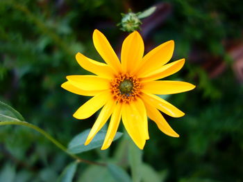 Close-up of yellow flower blooming outdoors