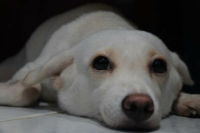 Close-up portrait of a dog